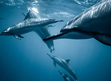 开云体育-开云下载：开启云端下载新纪元